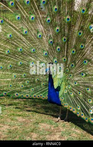 Pfau im Kloster Sveti Naum, Ohrid, Mazedonien Stockfoto