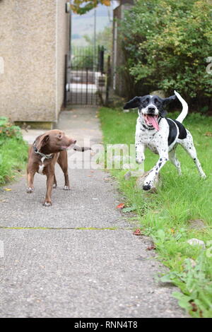 Zwei Spaniel Kreuze laufen und spielen in einer Familie Garten. Stockfoto