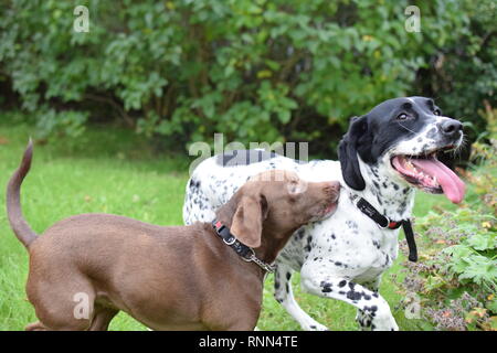 Zwei Spaniel Kreuze laufen und spielen in einer Familie Garten. Stockfoto