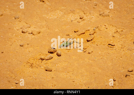 Grasshopper sitzen auf heißen Sonne in den Pinnacles Dessert in Western Australia Stockfoto