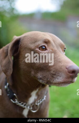 Ein brauner Labrador X Springer Spaniel saß in einer Familie Garten. Stockfoto