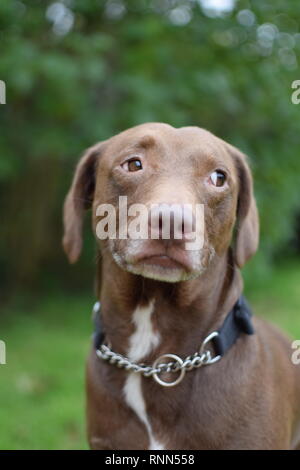 Ein brauner Labrador X Springer Spaniel saß in einer Familie Garten. Stockfoto