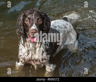 Nasse Springer Spaniel saß in einer Pfütze im Park. Stockfoto