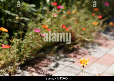 Portulak Blumen auf dem Bett Blume, Ansicht von oben Stockfoto