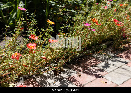 Portulak Blumen auf dem Bett Blume, Ansicht von oben Stockfoto
