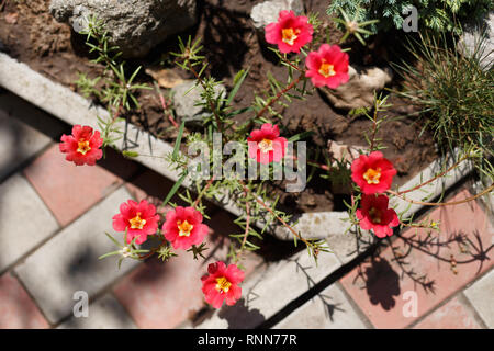 Portulak Blumen auf dem Bett Blume, Ansicht von oben Stockfoto