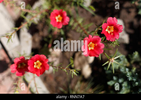Portulak Blumen auf dem Bett Blume, Ansicht von oben Stockfoto