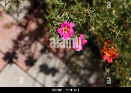 Portulak Blumen auf dem Bett Blume, Ansicht von oben Stockfoto