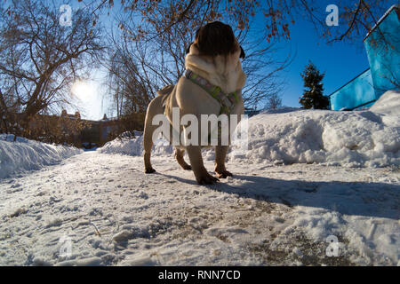 Hund Spaziergänge im Winter. Pug steht auf weißem Schnee. Stockfoto