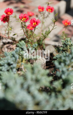 Portulak Blumen auf dem Bett Blume, Ansicht von oben Stockfoto