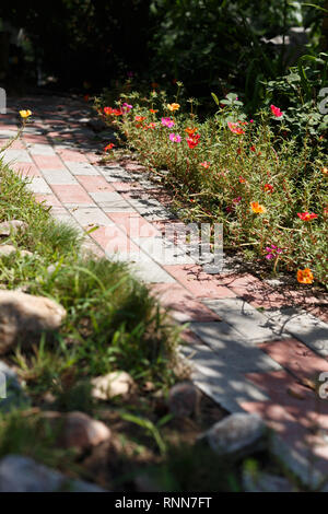 Portulak Blumen auf dem Bett Blume, Ansicht von oben Stockfoto