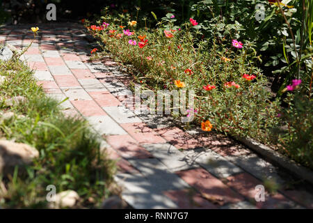 Portulak Blumen auf dem Bett Blume, Ansicht von oben Stockfoto