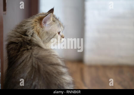 Close up Portrait eine Katze sitzt neben der Tür suchen und darauf warten, dass jemand. Leerer Platz für Ihren Text. Stockfoto
