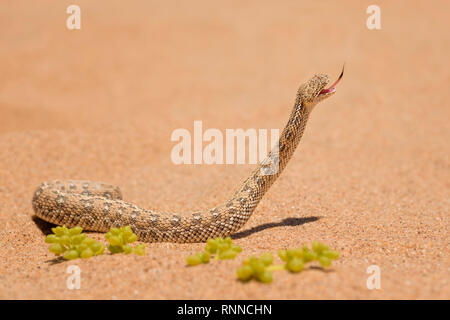 Peringuey Bitis peringueyi der Addierer -, kleine giftige Viper aus der Namib Wüste, Walvis Bay, Namibia. Stockfoto