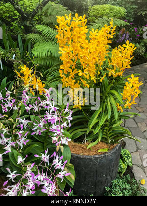 Singapur Botanischen Garten, Orchideen im National Orchid Garden. Stockfoto