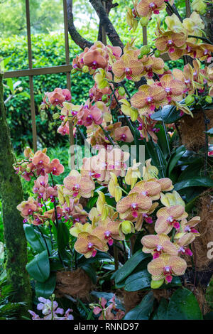 Singapur Botanischen Garten, Orchideen im National Orchid Garden. Stockfoto