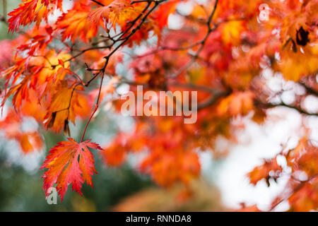 Ein bunter Spaziergang im Herbst - Planten un Blomen, Hamburg Stockfoto