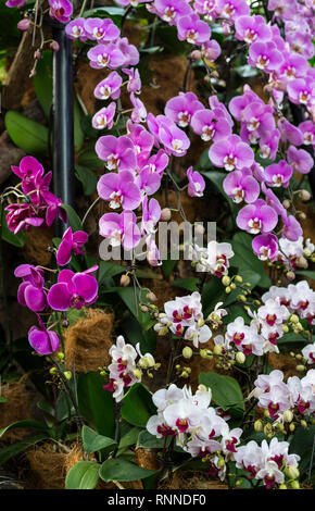 Singapur Botanischen Garten, Orchideen im National Orchid Garden. Stockfoto