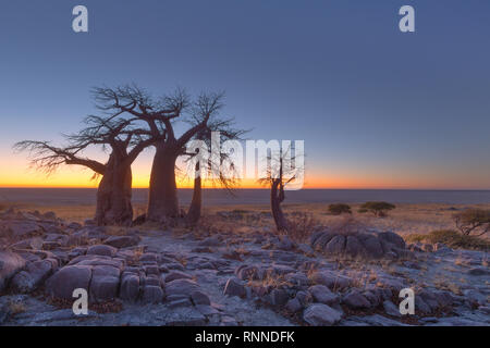 Baobabs in Kubu Insel vor Sonnenaufgang Stockfoto