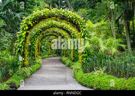 Singapur Botanischen Garten, goldene Dusche Bögen im National Orchid Garden. Stockfoto