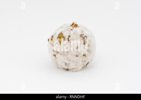 Detailansicht kleiner Kürbis ist mit weissen Schimmel auf auf weißem Hintergrund abgedeckt Stockfoto