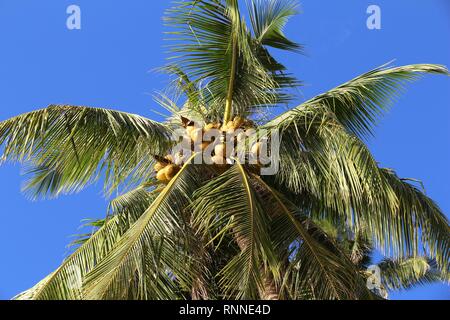 Kokosnüsse in der Palme auf Palawan, Philippinen. Stockfoto