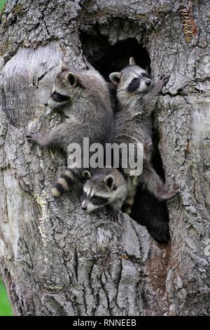 Waschbären (Procyon Lotor), drei junge Tiere neugierig von Baum Höhle, Pine County, Minnesota, USA Stockfoto