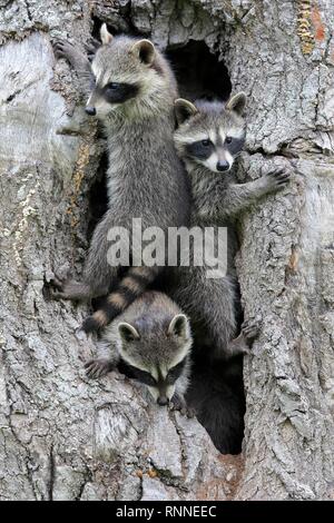 Waschbären (Procyon Lotor), drei junge Tiere neugierig von Baum Höhle, Pine County, Minnesota, USA Stockfoto