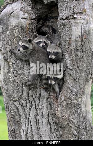 Waschbären (Procyon Lotor), drei junge Tiere neugierig von Baum Höhle, Pine County, Minnesota, USA Stockfoto