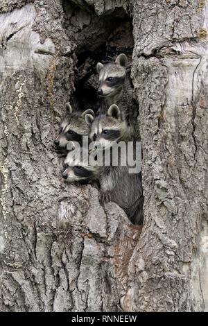 Waschbären (Procyon Lotor), drei junge Tiere neugierig von Baum Höhle, Pine County, Minnesota, USA Stockfoto