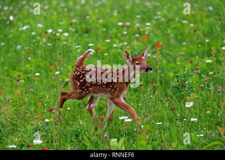 Weißwedelhirsche (Odocoileus virginianus), junge Tier, zehn Tagen, läuft in Blumenwiese, Pine County, Minnesota, USA Stockfoto