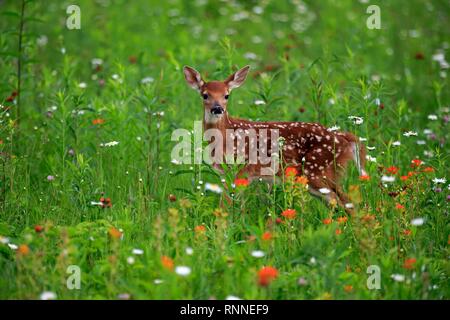 Weißwedelhirsche (Odocoileus virginianus), junge Tier, zehn Tage, Blumenwiese, Pine County, Minnesota, USA Stockfoto