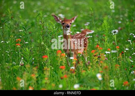 Weißwedelhirsche (Odocoileus virginianus), junge Tier, zehn Tage, Blumenwiese, Pine County, Minnesota, USA Stockfoto