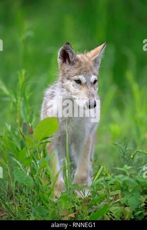 Grauer Wolf (Canis lupus), junge Tier auf einer Wiese, Pine County, Minnesota, USA Stockfoto