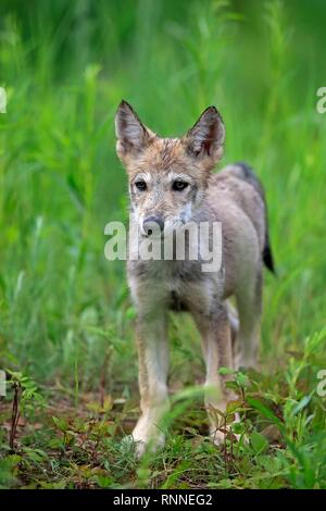 Grauer Wolf (Canis lupus), junge Tier auf einer Wiese, Pine County, Minnesota, USA Stockfoto