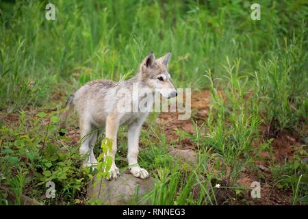 Grauer Wolf (Canis lupus), junge Tier auf einer Wiese, Pine County, Minnesota, USA Stockfoto