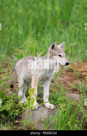 Grauer Wolf (Canis lupus), junge Tier auf einer Wiese, Pine County, Minnesota, USA Stockfoto