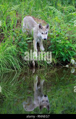 Grauer Wolf (Canis lupus), junge Tier am Bahndamm durch Wasser, mit Reflexion, Pine County, Minnesota, USA Stockfoto