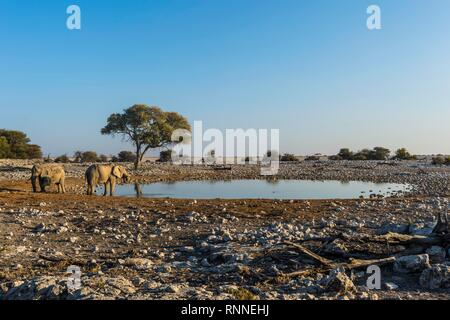 Afrikanische Elefanten (Loxodonta africana) an einer Wasserstelle, Okaukuejo, Etosha National Park, Namibia Stockfoto