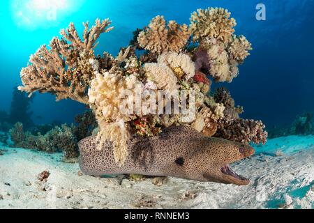 Giant Moray, Moray, (Gymnothorax javanicus) liegt auf sandigen Boden mit offenen Mund, unter Korallenblock verschiedener Steinkorallen Stockfoto