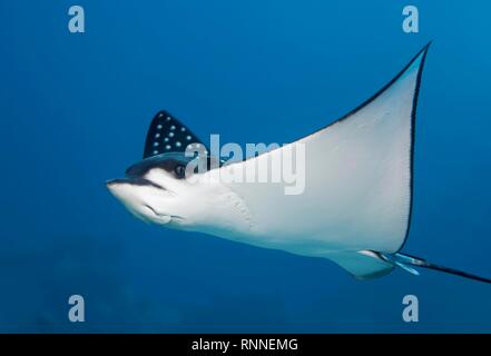 Gefleckte Adlerrochen (Aetobatus narinari), Schwimmen im offenen Meer, Rotes Meer, Ägypten Stockfoto