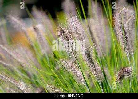 Zwerg Brunnen Gras (Pennisetum alopecuroides), Blütenstand, Nordrhein-Westfalen, Deutschland Stockfoto