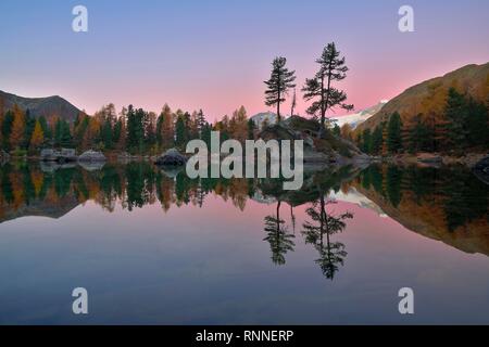 Lärchenwald in Lago di Saoseo, Blaue Stunde, Val di Campo, Kanton Graubünden, Schweiz wider Stockfoto