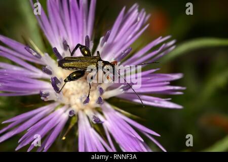 Dicke-legged flower Beetle (Oedemera nobilis), auf lila Blüte einer Distel, Korfu, Griechenland Stockfoto