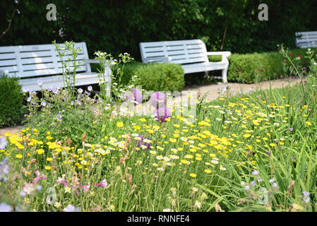 Garten mit Parkbank und blumenbeet von Golden marguerite (Anthemis dolmetsch) Stockfoto