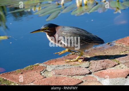 Dieser schönen grünen Heron ist durchaus Absicht auf Fütterung in den Brunnen, die mit Fisch in der Mission San Juan Capistrano bestückt ist. Stockfoto