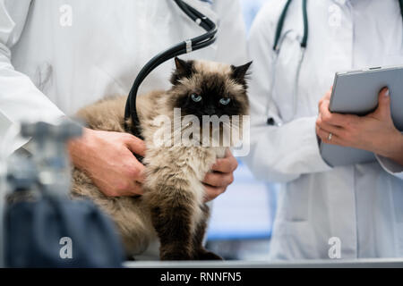 Katze in Tierarzt Klinik geprüft Stockfoto