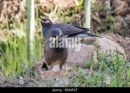 Gemeinsame myna Myna oder Indische, Acridotheres tristis, manchmal buchstabiert mynah, in einem Feld, Madagaskar Stockfoto