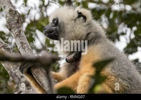 Diademed Sifaka aka diademed Simpona, (Propithecus diadema) Lemur mit Tracker, Tonga Soa finden, Andasibe-Mantadia Nationalpark, Madagaskar in der Stockfoto