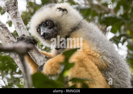 Diademed Sifaka aka diademed Simpona, (Propithecus diadema) Lemur mit Tracker, Tonga Soa finden, Andasibe-Mantadia Nationalpark, Madagaskar in der Stockfoto